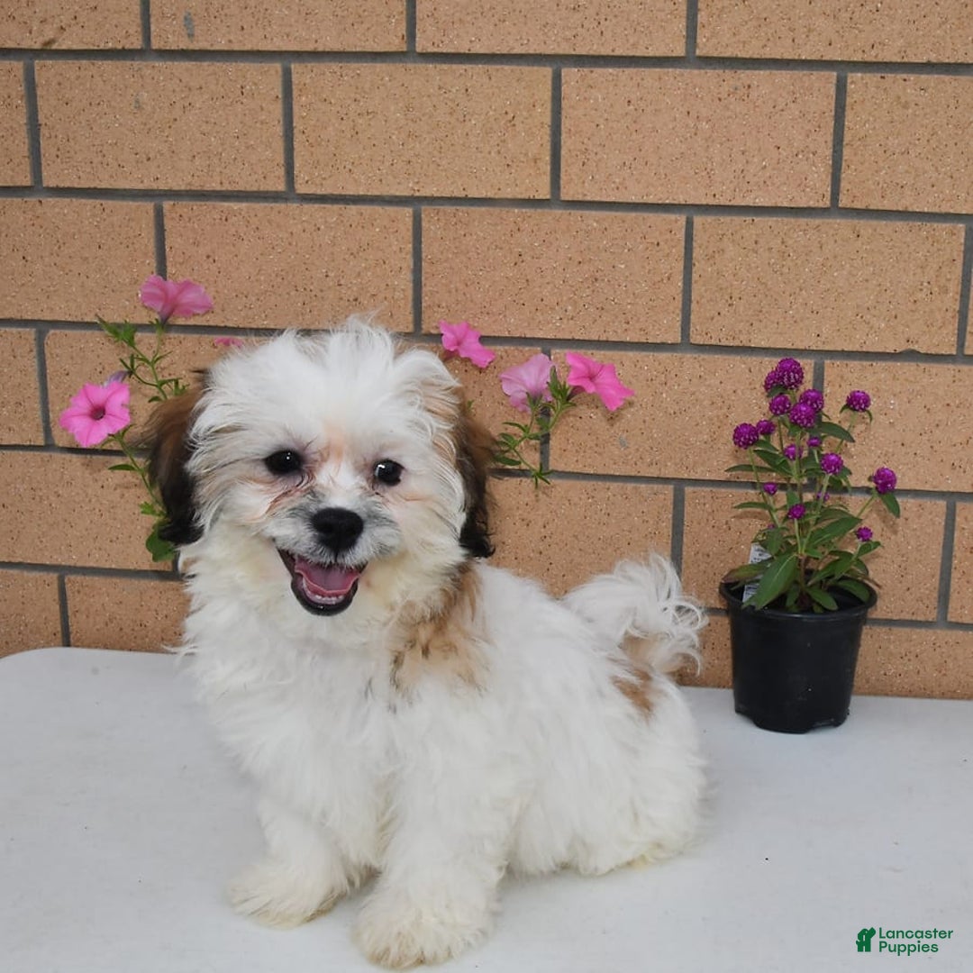 Teddy Bear dogs for sale: Bailey - Image 14