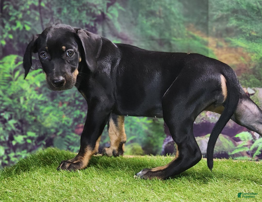 Catahoula Leopard Dog dogs for sale: Jesse 2025 Female 1 - Image 6