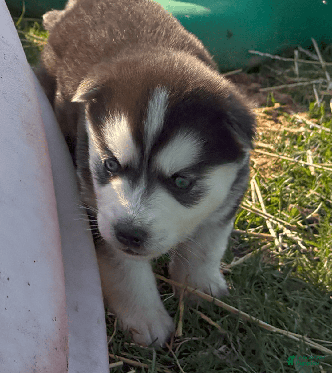 Siberian Husky dogs for sale: Tortuga - Image 6