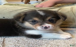 Welsh Corgi Pembroke dogs for sale: Mitzy - Image 1