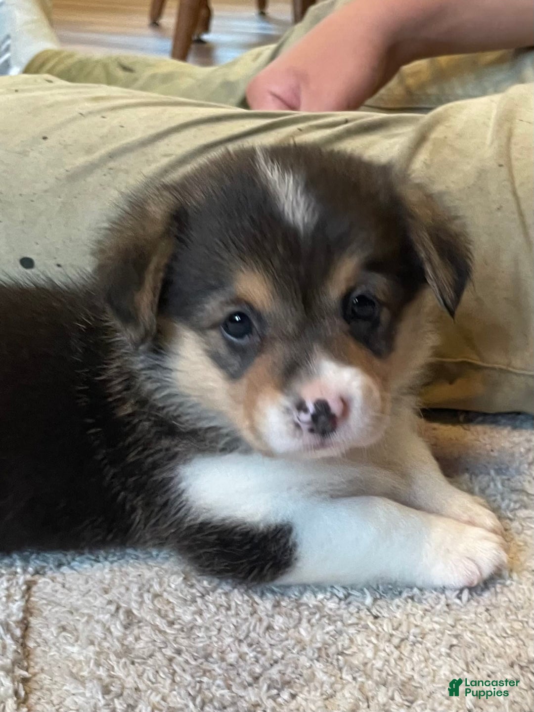 Welsh Corgi Pembroke dogs for sale: Mitzy - Image 1