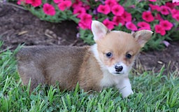 Welsh Corgi Pembroke dogs for sale: Dawson - Image 1