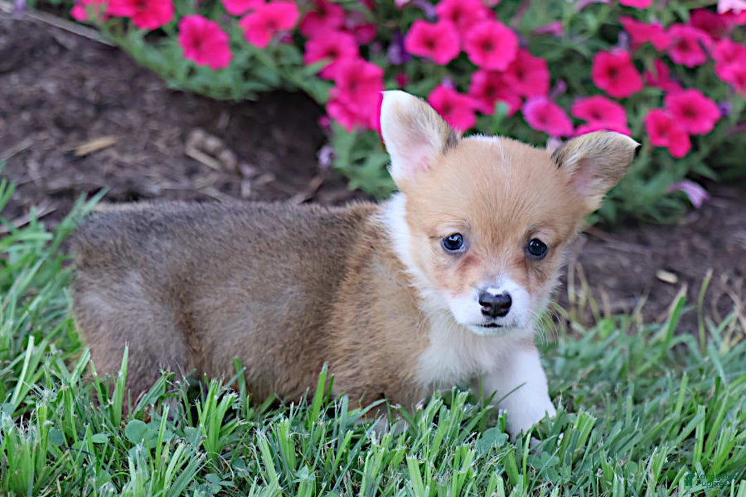 Welsh Corgi Pembroke dogs for sale: Dawson - Image 1