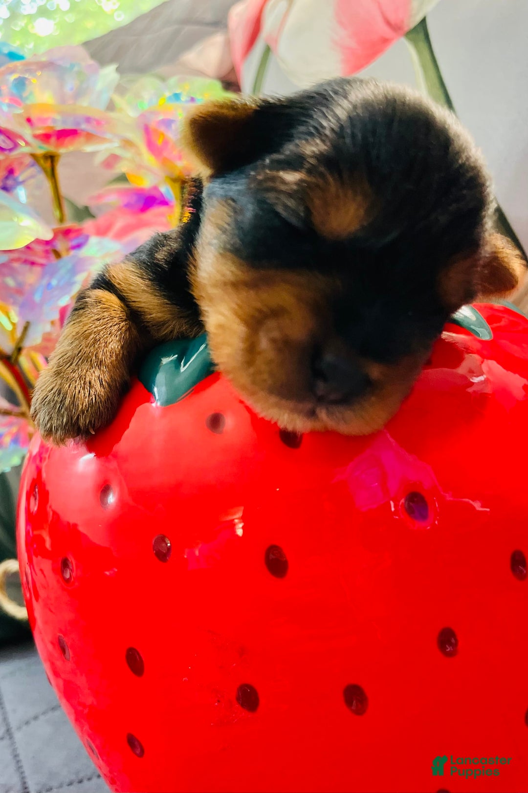 Yorkshire Terrier dogs for sale: Stella - Image 4