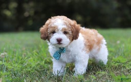 Shihpoo dogs for sale: Hudson - Image 5