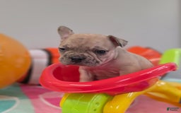 French Bulldog dogs for sale: French Bulldog 5 puppies - Image 17