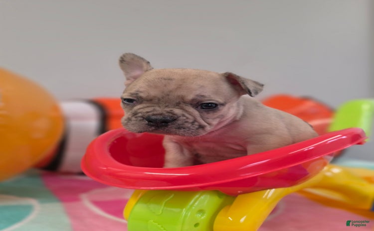 French Bulldog dogs for sale - Ad 5