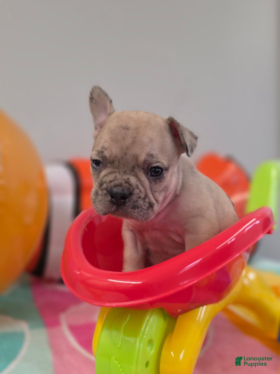 French Bulldog dogs for sale: French Bulldog 5 puppies - Image 17