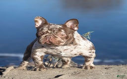 French Bulldog dogs for sale: Harley - Image 18