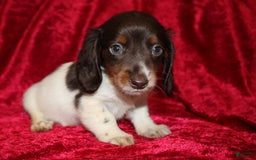 Miniature Dachshund dogs for sale: Chloe Mini - Image 25