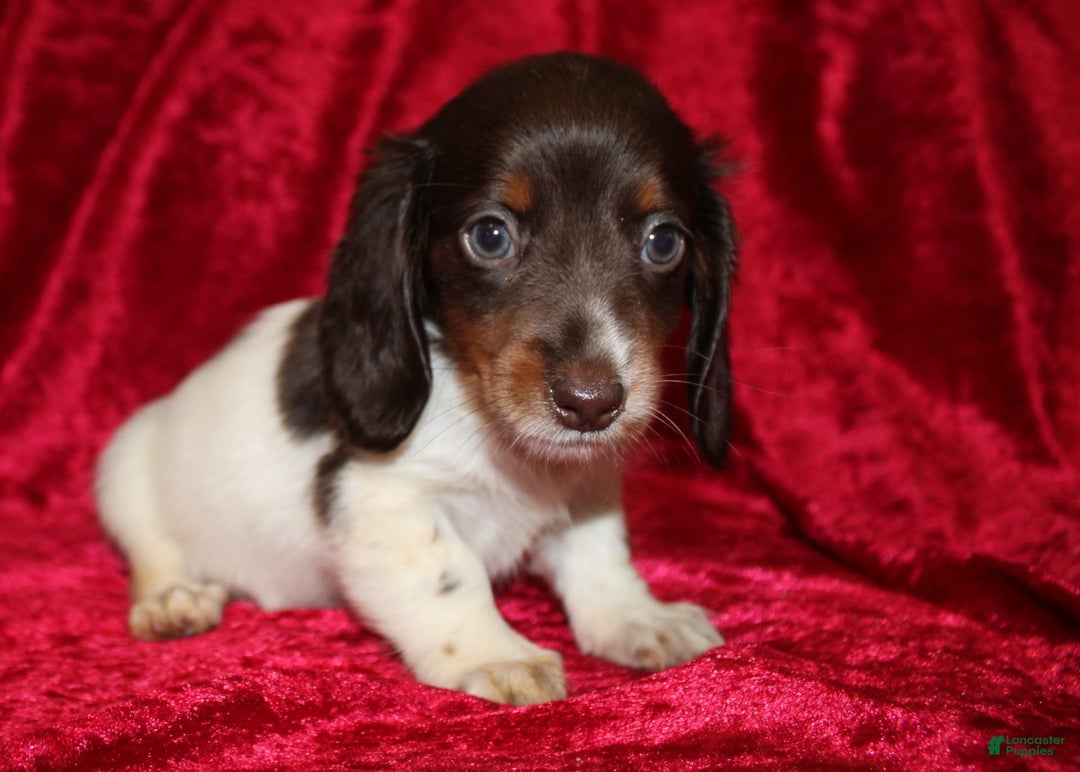 Miniature Dachshund dogs for sale: Chloe Mini - Image 25