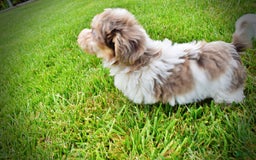Havapoo dogs for sale: Daisy - Image 5