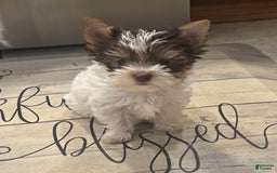 Yorkshire Terrier dogs for sale: Small female - Image 2