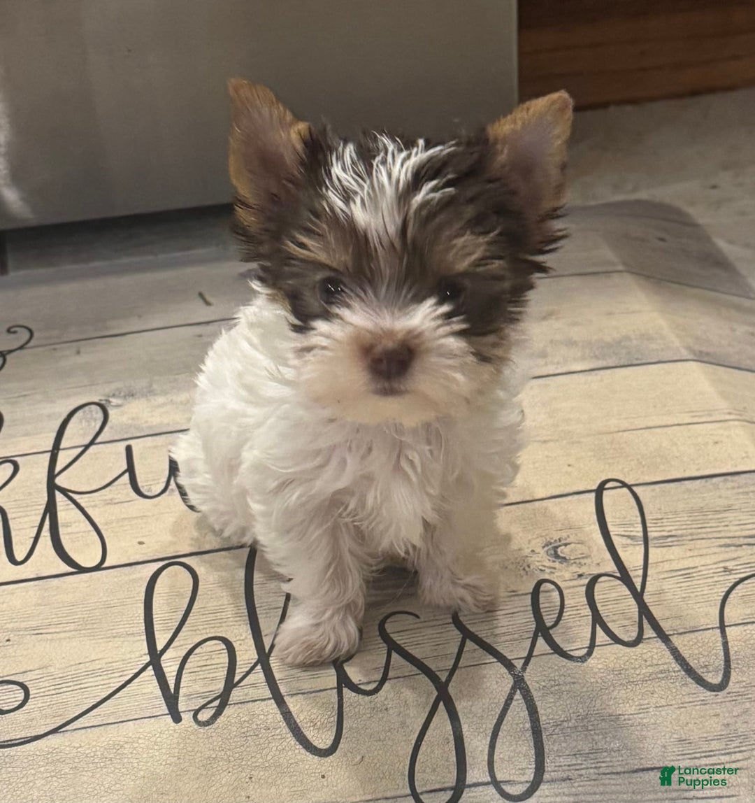 Yorkshire Terrier dogs for sale: Small female - Image 2