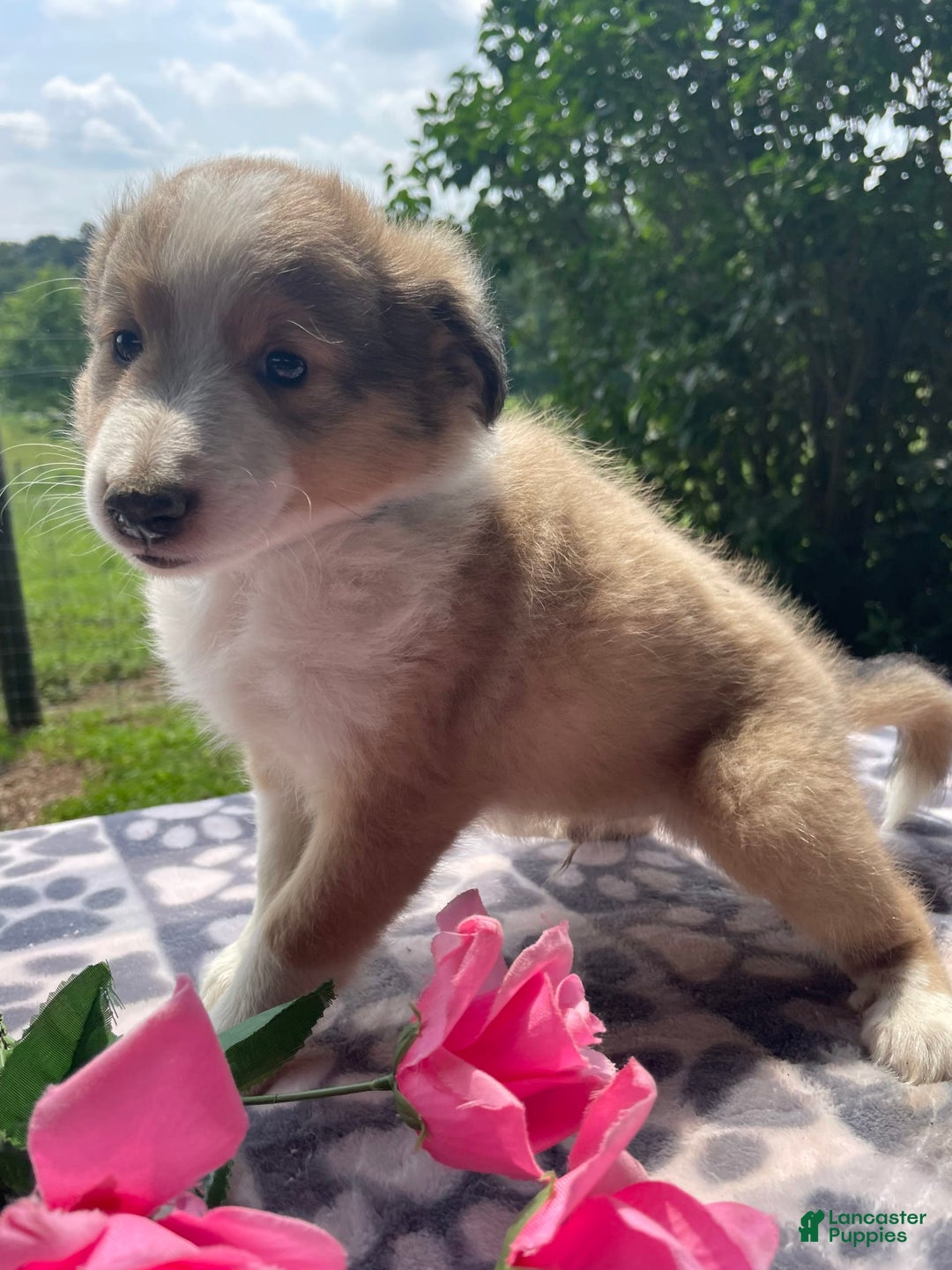 Shetland Sheepdog dogs for sale: Travis - Image 8