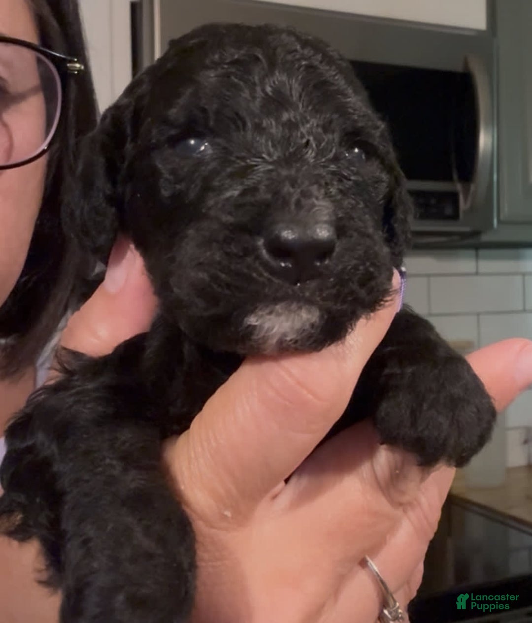 Bernedoodle dogs for sale: Purple Collar Girl - Image 3