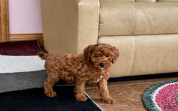 Cavapoo dogs for sale: Justin - Image 11