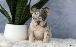 French Bulldog dogs for sale: Elsa - Image 2