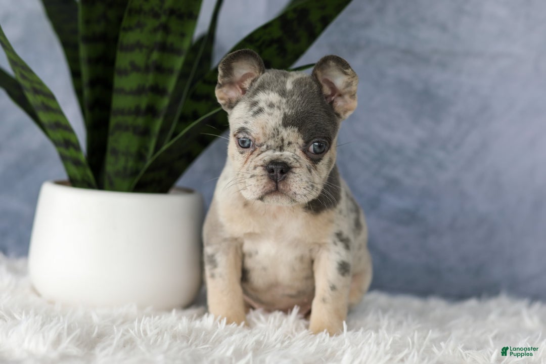 French Bulldog dogs for sale: Elsa - Image 2