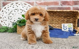 Miniature Poodle dogs for sale: Riggs - Image 7