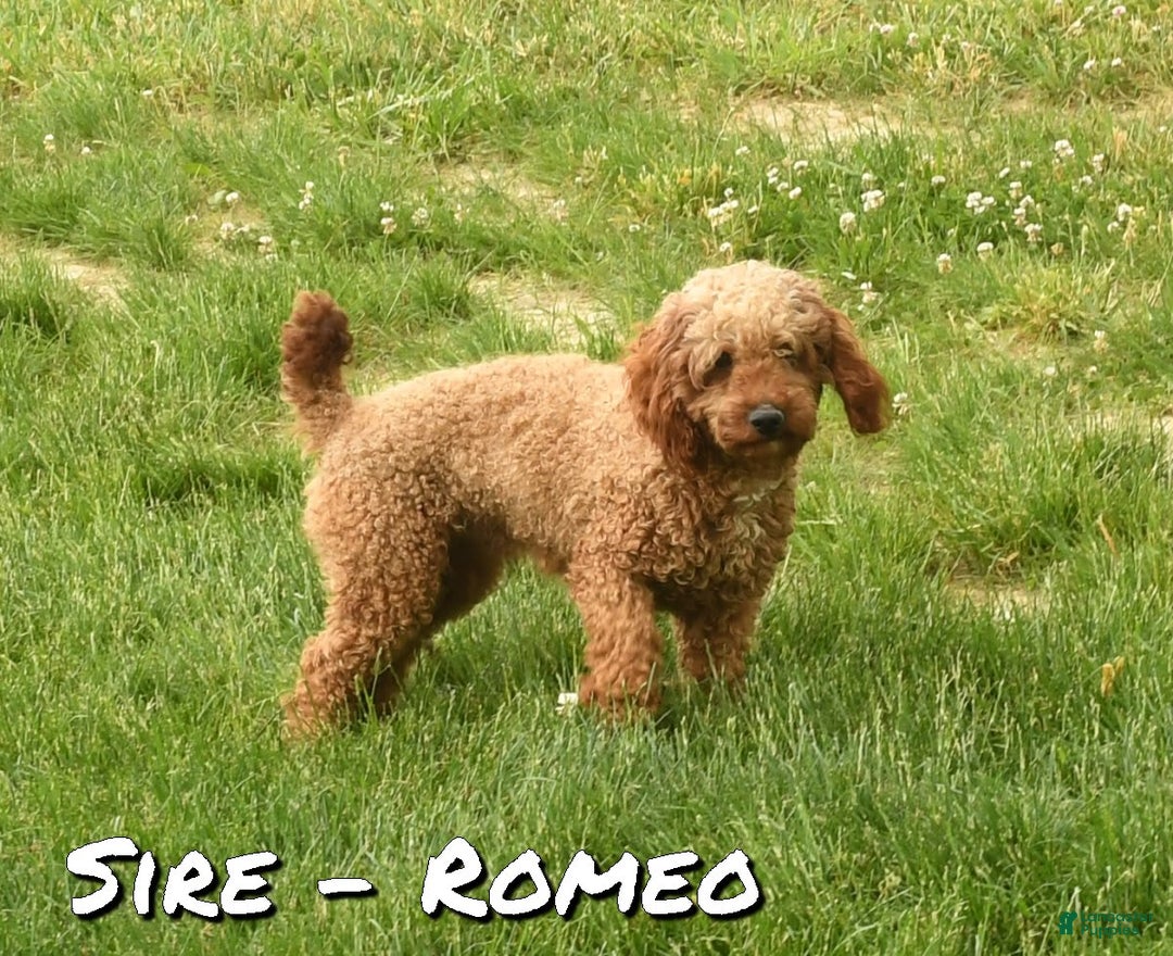 Mini Goldendoodle dogs for sale: Hailey - Image 11