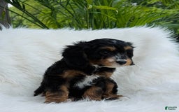 Cavapoo dogs for sale: Cody - Image 2