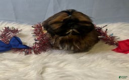 Shih Tzu dogs for sale: Butterfly Blue - Image 1