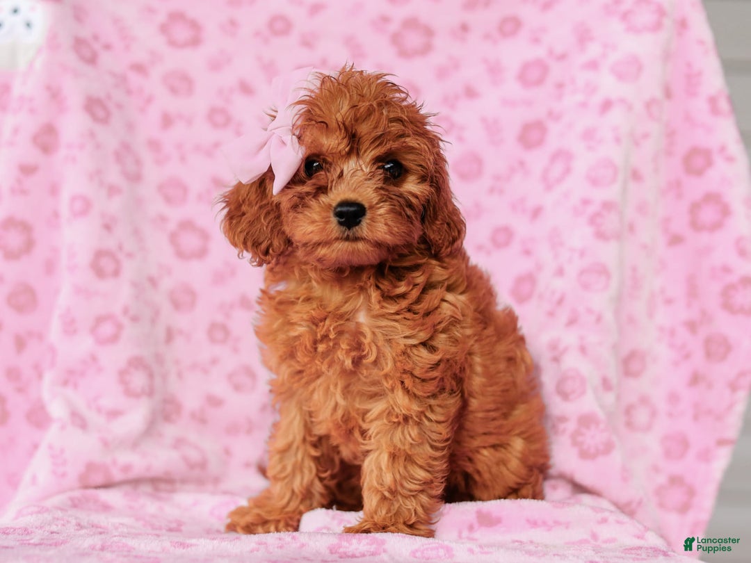 Cavapoo dogs for sale: Brooke - Image 2