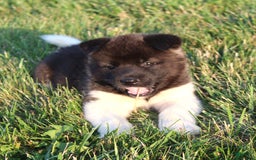 Akita dogs for sale: Bella - Image 1
