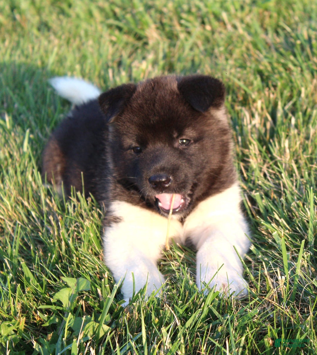 Akita dogs for sale: Bella - Image 1