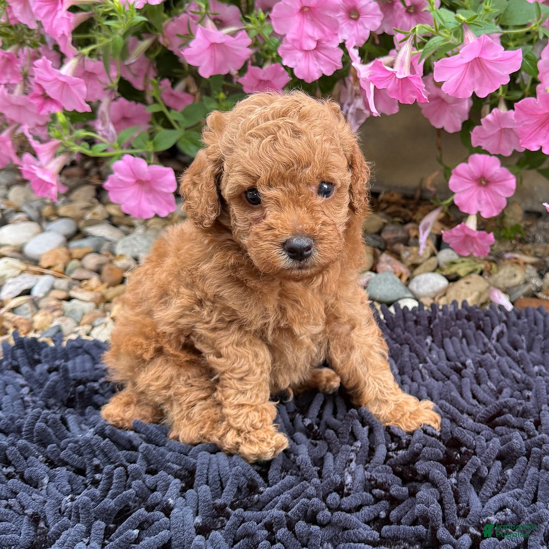 Toy Poodle dogs for sale: Beau - Image 1