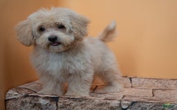 Maltipoo dogs for sale: Agustin - Image 7
