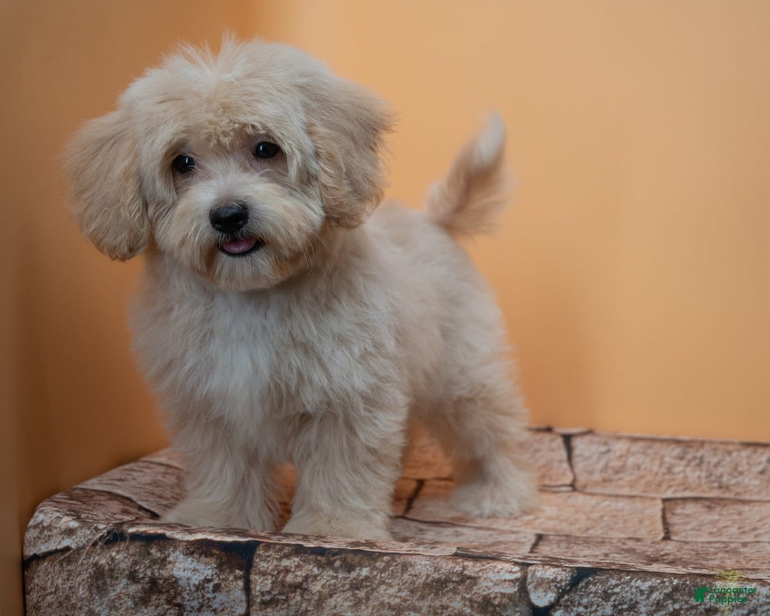 Maltipoo dogs for sale: Agustin - Image 7