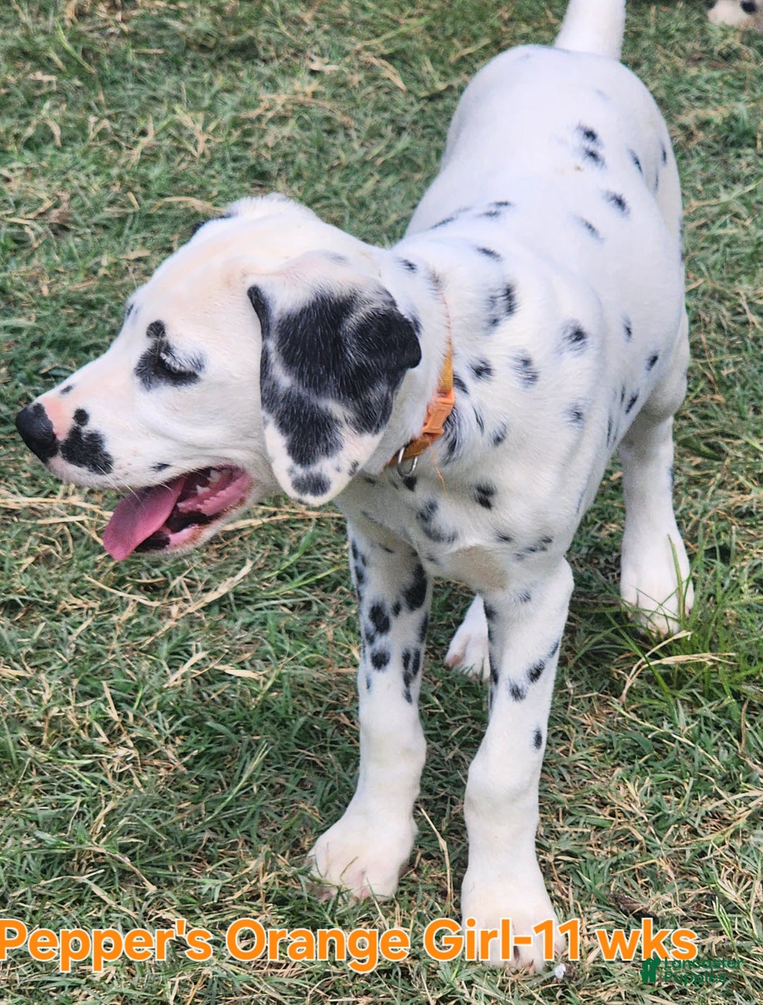 Dalmatian dogs for sale: Peppers Orange Girl - Image 19