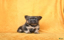 French Bulldog dogs for sale: Luca - Image 1