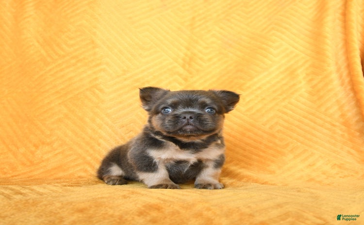 French Bulldog dogs for sale - Ad 1