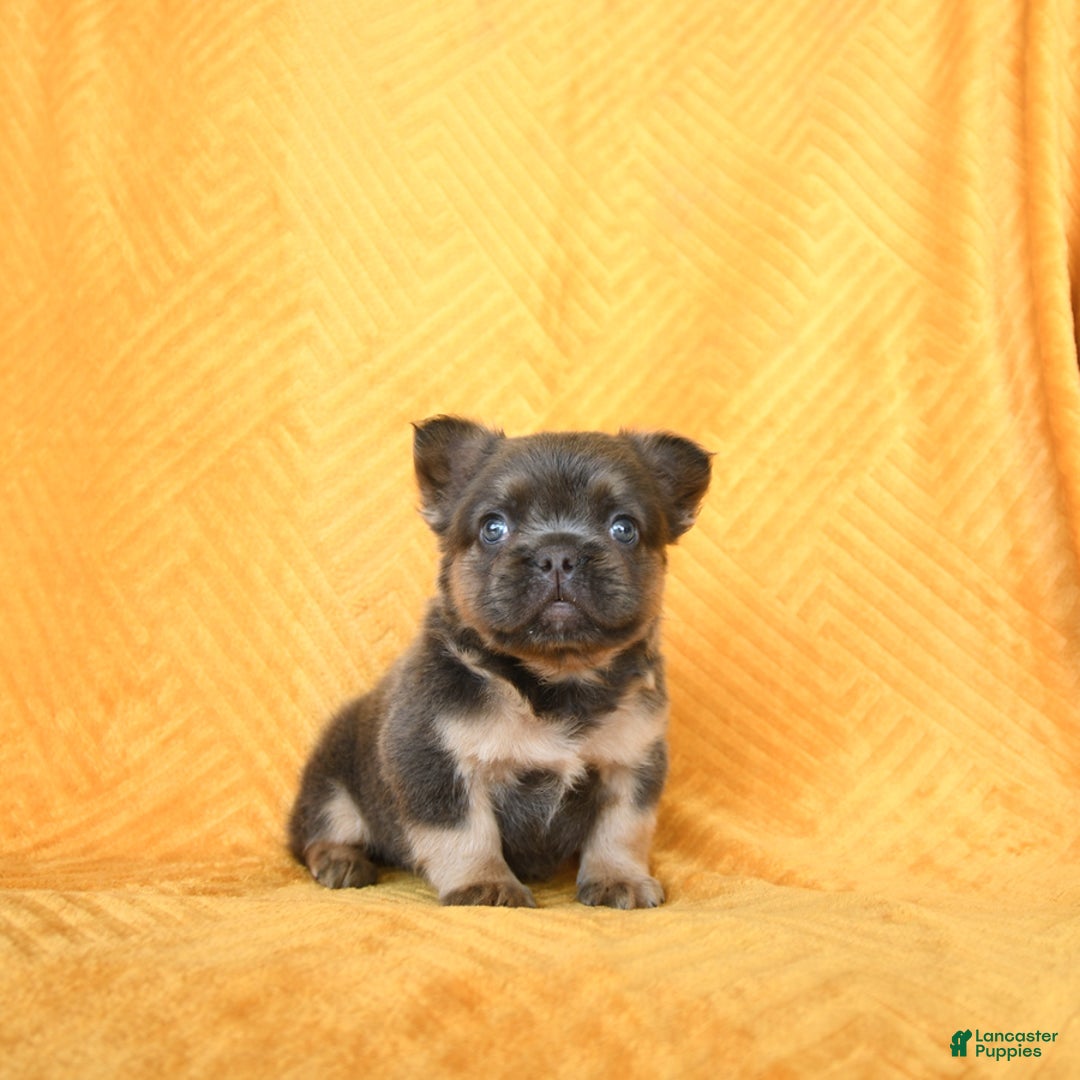 French Bulldog dogs for sale: Luca - Image 1