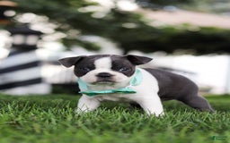 Boston Terrier dogs for sale: Steve - Image 2