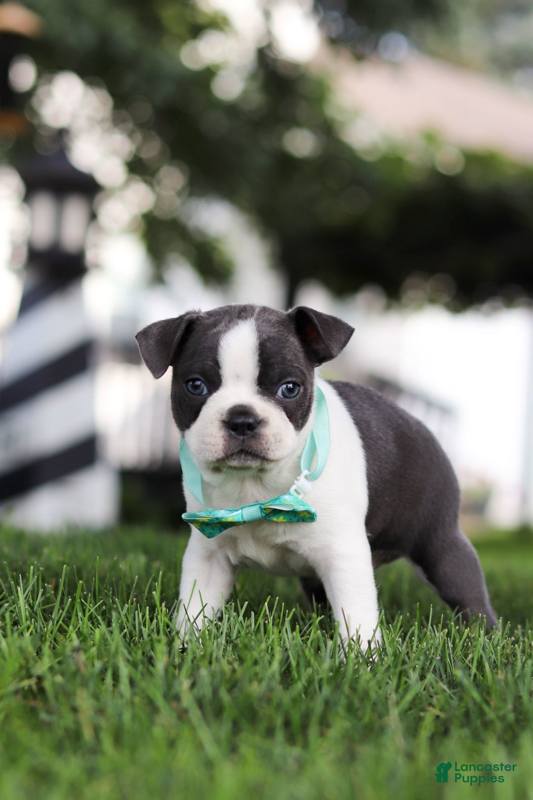 Boston Terrier dogs for sale: Steve - Image 2