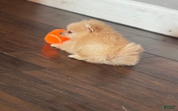 Pomeranian dogs for sale: Fluffy - Image 5