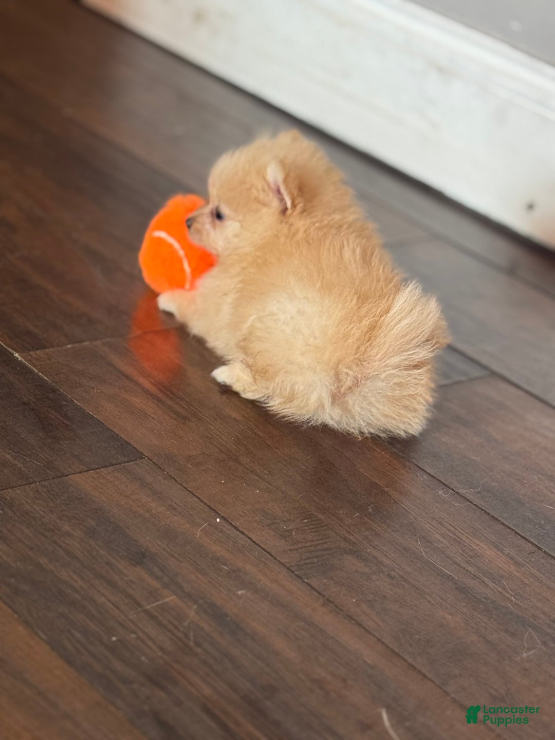 Pomeranian dogs for sale: Fluffy - Image 5