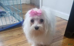 Maltese dogs for sale: Peaches - Image 3