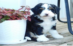Mini Bernedoodle dogs for sale: Tommy - Image 4