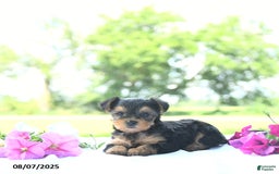 Yorkshire Terrier dogs for sale: Khloe - Image 2