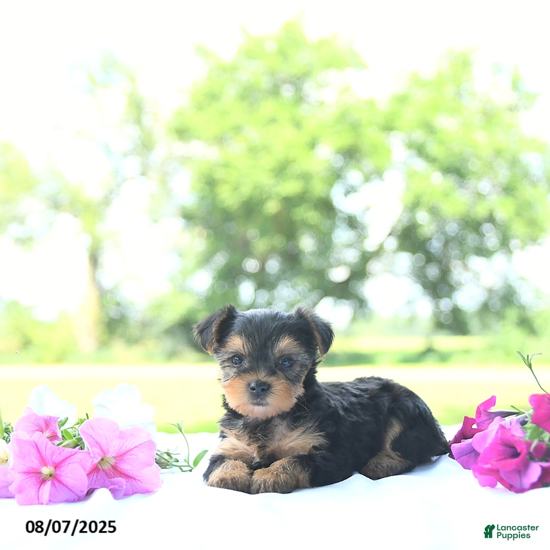 Yorkshire Terrier dogs for sale: Khloe - Image 2