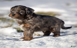 Cavapoo dogs for sale: Pumba - Image 3