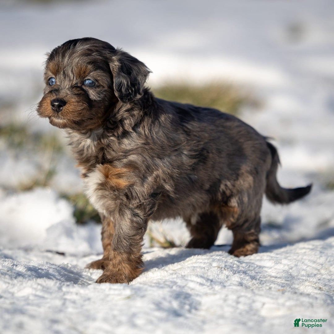 Cavapoo dogs for sale: Pumba - Image 3