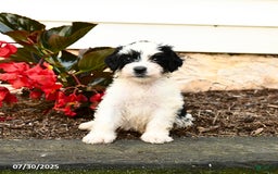 Mini Bernedoodle dogs for sale: Chip - Image 2