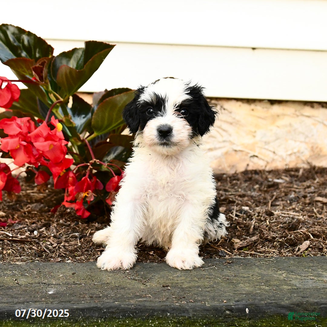 Mini Bernedoodle dogs for sale: Chip - Image 2
