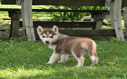 Siberian Husky dogs for sale: Jubilee - Image 4